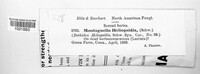 Gibberidea heliopsidis image